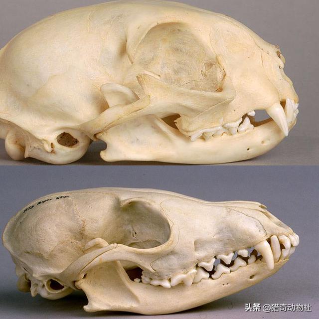 芬兰狐狸犬多少钱一只:狐狸是猫科还是犬科？请大家回答咯？