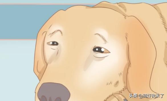 世界上最忧郁的狗是什么样的:狗狗有抑郁症的6大表现？