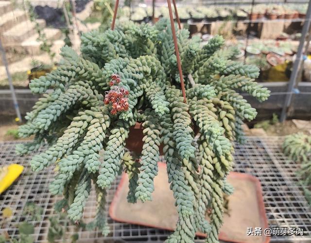 多肉分枝怎么处理？