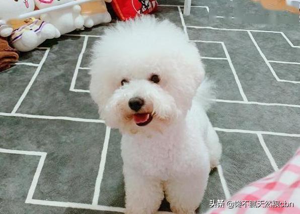 比熊狗粮对泪痕好:比熊犬过得滋润的有哪几个特征？比熊被主人养得好的几个表现？