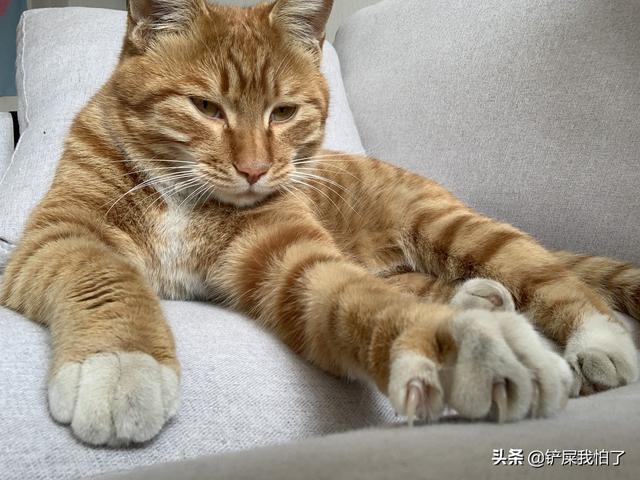 超萌猫猫动图:拥有一只可爱的橘猫是什么体验？