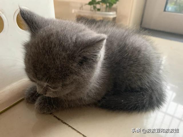 适合英短蓝猫幼猫猫粮:第一次养猫，5月龄的英短幼猫吃什么猫粮好？ 英短蓝猫幼猫猫粮哪个牌子比较好