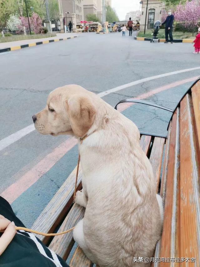 拉酷拉布拉多犬舍:买家养的拉布拉多好还是犬舍的好？ 北京拉布拉多犬舍