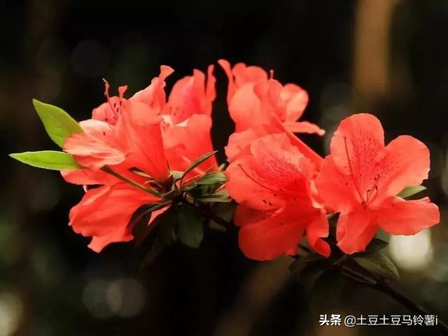 杜鹃花夏天怎么养:杜鹃花怎么养，花蕾期施什么肥？