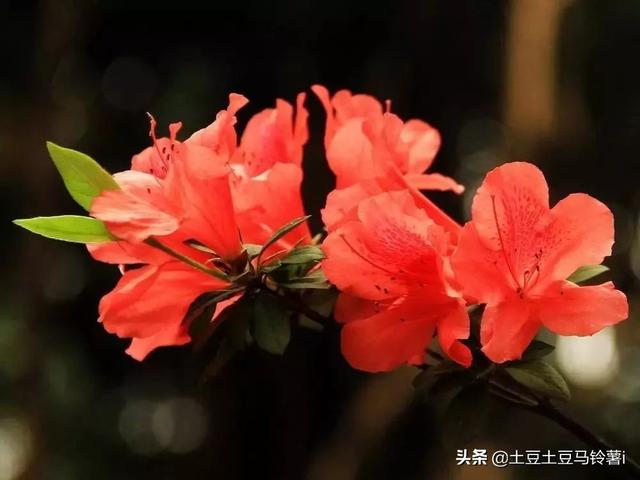 怎样养杜鹃花,怎样养好杜鹃花