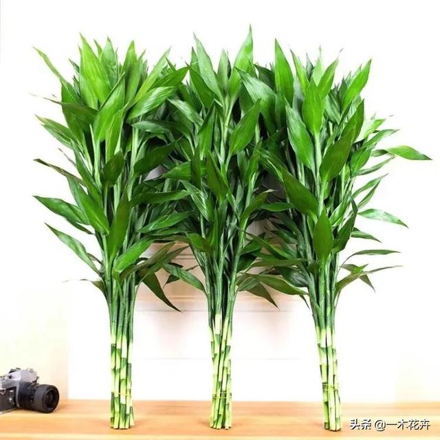 水养富贵竹有三大忌,富贵竹为什么一般都是水培？