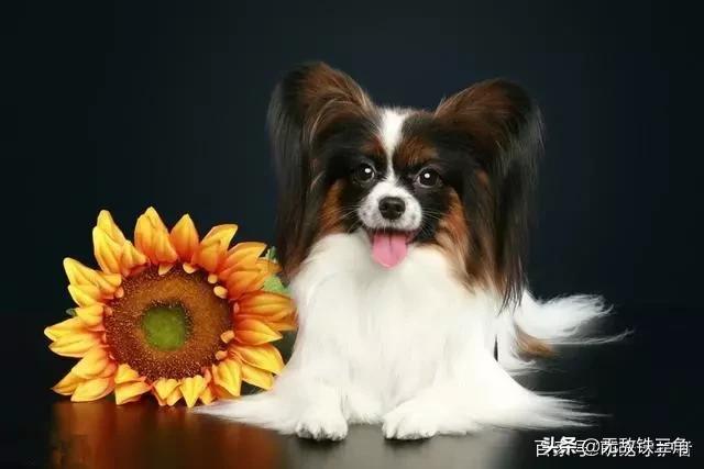世界犬种智商排行图:世界排名前10种最聪明的犬是哪些？