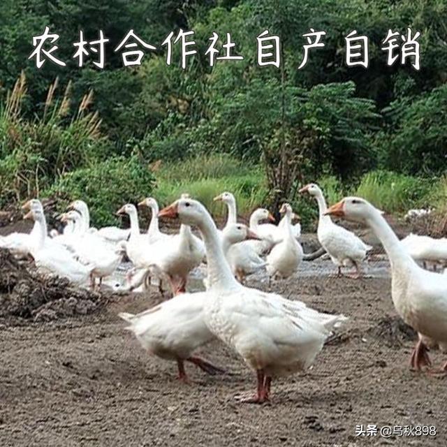 家里有20亩地干什么好？