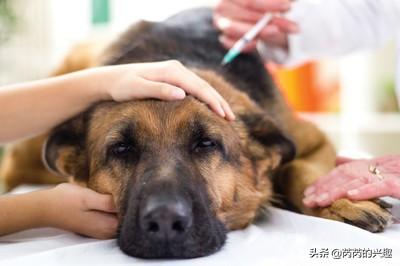 怎样帮猫减肥:一个月，我妈把我的二哈狗养成了二哈猪，我该怎么给它减肥？