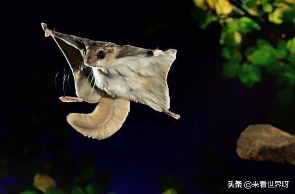 西伯利亚鼯鼠其实并不会飞:生物进化过程中为什么会有飞行动物的出现？