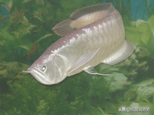 银龙鱼的饲养与观赏:养银龙鱼需要什么样的水？