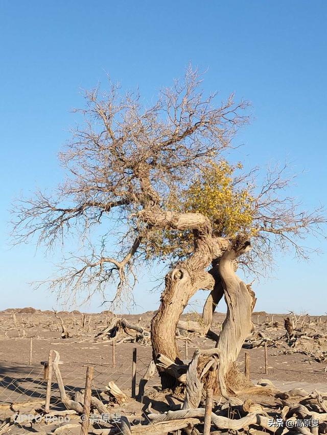 世界濒危动物大全:哪些动物容易成为濒危动物？