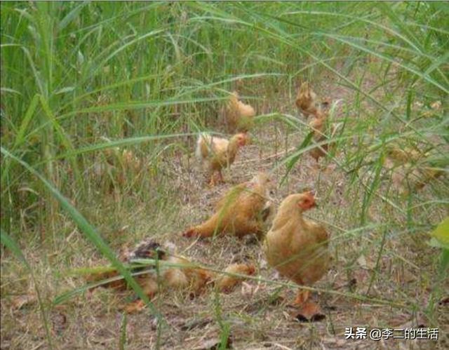 动物性饲料互联网项目:农村土鸡养殖多、销路难，如何利用互联网把土鸡销往更远的地方？