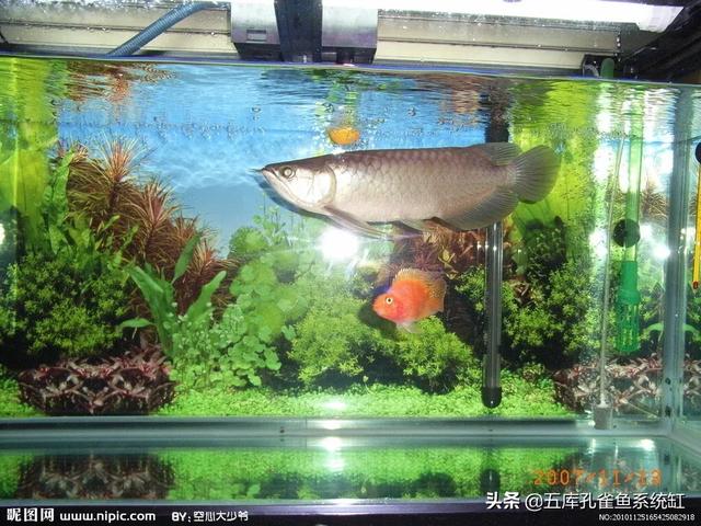 亚峰水族箱专用药片:自己养的锦鲤总是死，为什么？