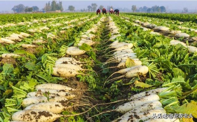 洛克王国白萝卜兔动态图:种植萝卜，不给萝卜施加底肥，只施种肥，这样的方法可行吗？