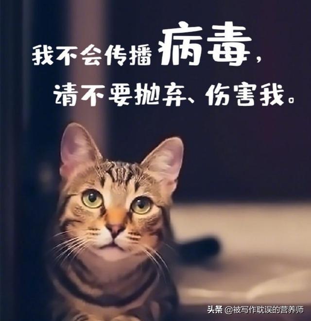 盆景猫 谣言:新型冠状病毒会不会传染给家养宠物？为什么？