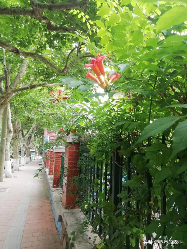 海琪的天空:对于梅艳芳的情感经历，你怎么看