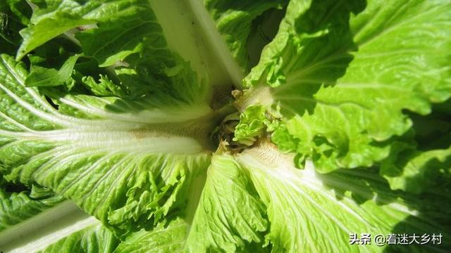 十字花科蔬菜软腐病:十字花科蔬菜软腐病和菌核病的区别 农村种植的大白菜有“烂疙瘩”的情况，如何才能进行有效的防治？