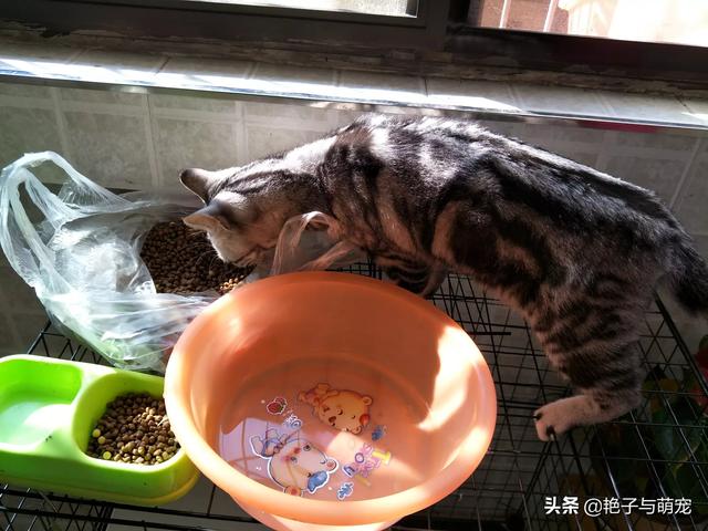 野猫八翻:家猫自愿变为野猫，为什么？求懂行的分析一下？