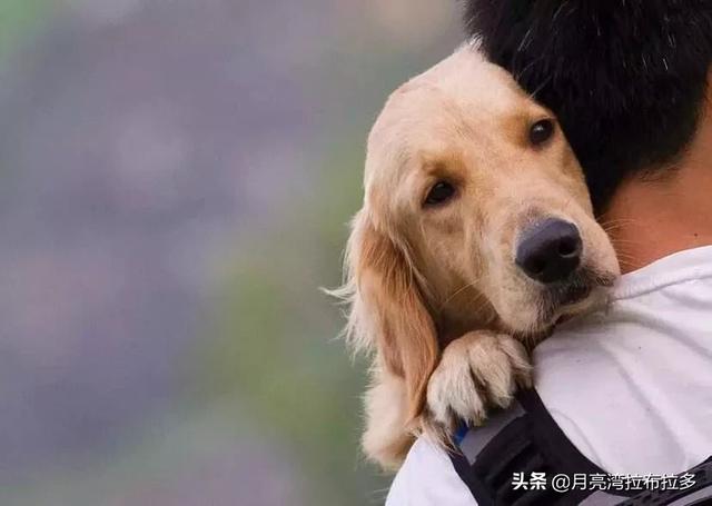北京犬业联盟好不好:养狗养到一半，把狗送人了，对狗有什么影响？