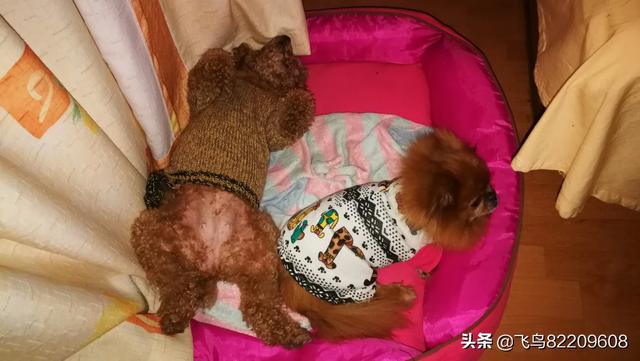 头条问答 狗狗会通过什么行为来表现自己不舒服 54个回答