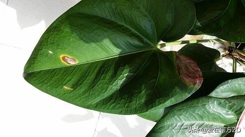 花叶芋穿孔线虫病:清除香芋田间的杂草用什么除草剂比较好？