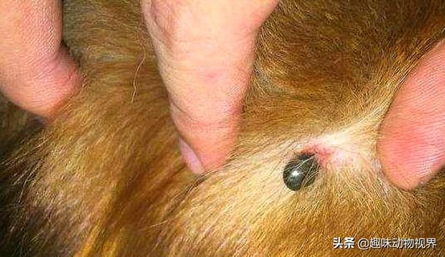 绣球狗长什么样子:春天该如何养护绣球花？要施什么肥？ 绣球狗到底能长多大啊