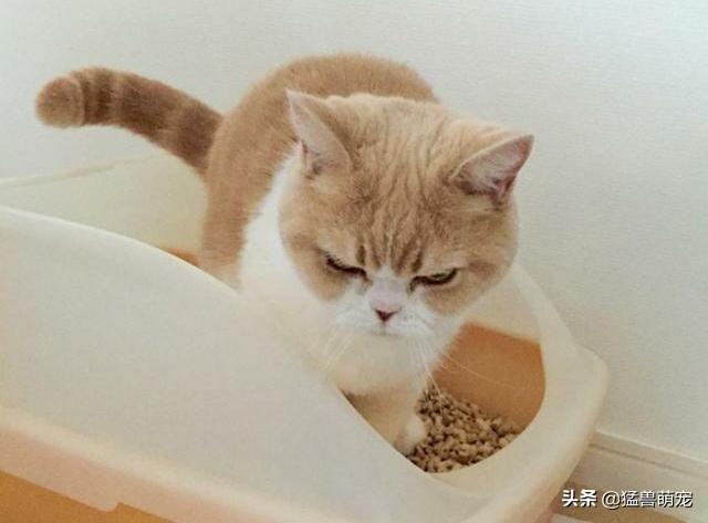 猫咪放屁拉稀带血:猫咪拉肚子了吃什么药才能好，猫一直拉肚子该给吃什么药？