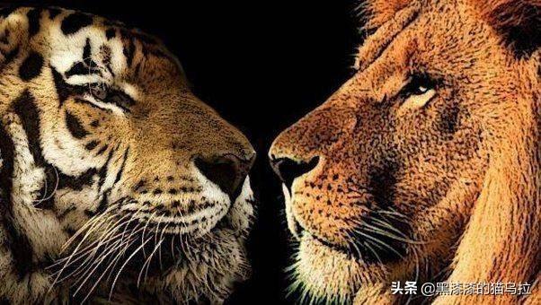小浣熊可以养吗在中国:在中国能养狮子,老虎和豹么？