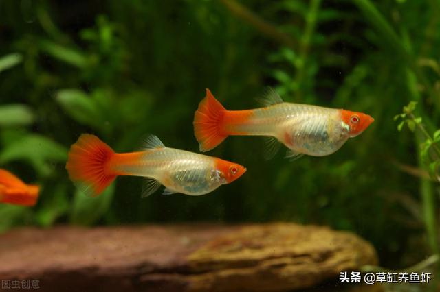 红斑马鱼:问孔雀鱼，红斑马鱼，神仙鱼能一起喂养吗？