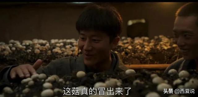 宁夏闽宁镇的来历:热播剧《山海情》里让金滩村脱贫的双孢菇，真的有营养么？