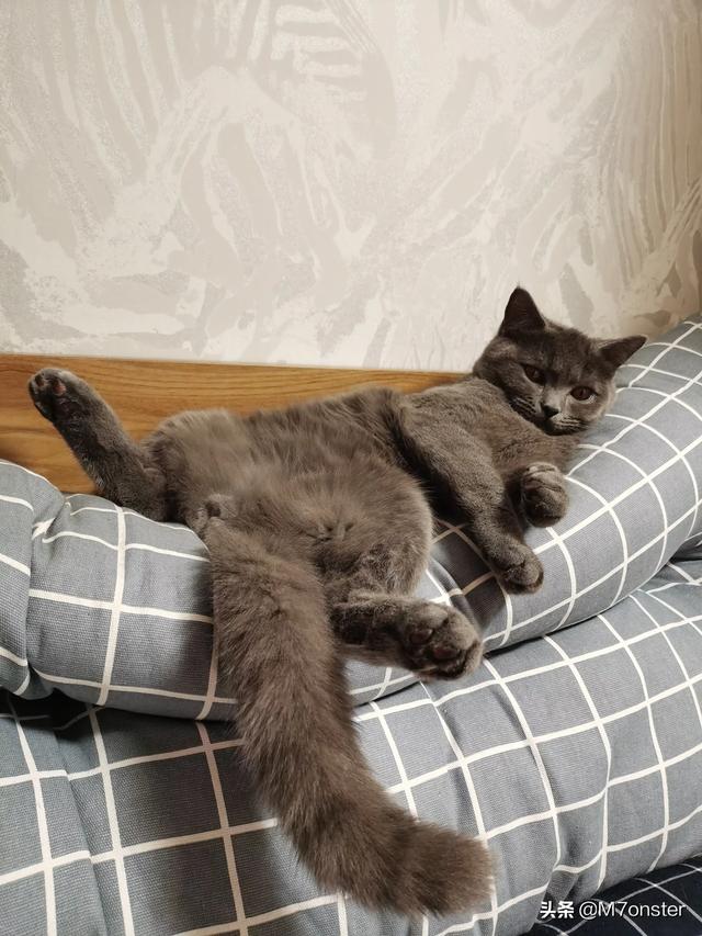 冻干猫粮:买有冻干的猫粮比较好还是直接买肉比较好？