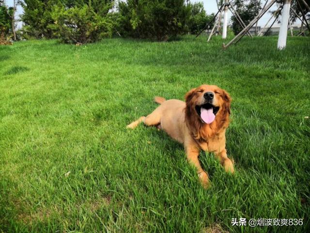 腊肠犬多少钱:养宠物真的是又费精力又费钱吗？ 小腊肠犬多少钱一只