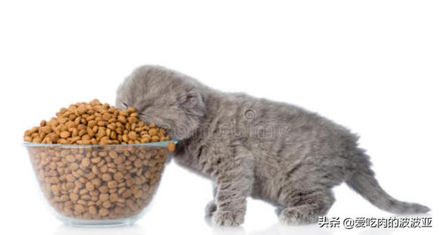 猫换牙喂什么吃比较好猫换牙不吃东西会持续几天 一库百科