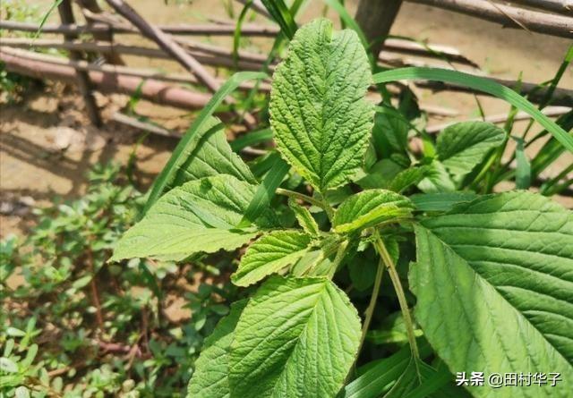请问野生野菜有多少种？