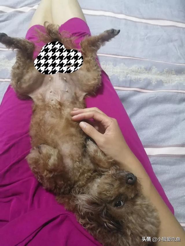 女子网上重金寻狗:如果你家的狗狗不见了，你会怎么办？
