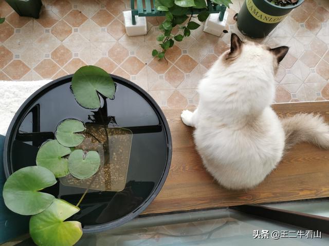 布偶猫吧的人有病:布偶猫过于黏人是怎样的体验？