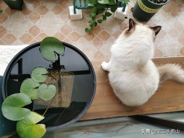 布偶猫:布偶猫好养吗，怎么养好布偶猫，要注意什么？