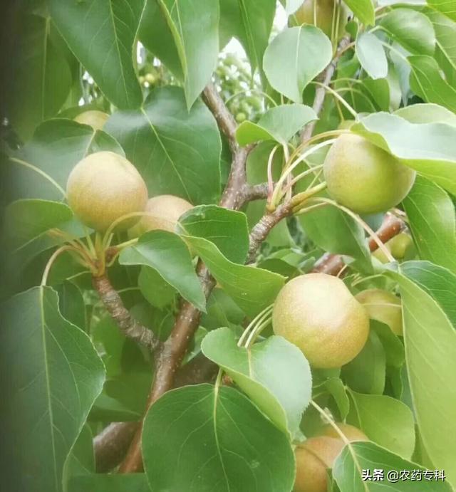 蚜虫的天敌:玉米杆上生了蚜虫怎么办？