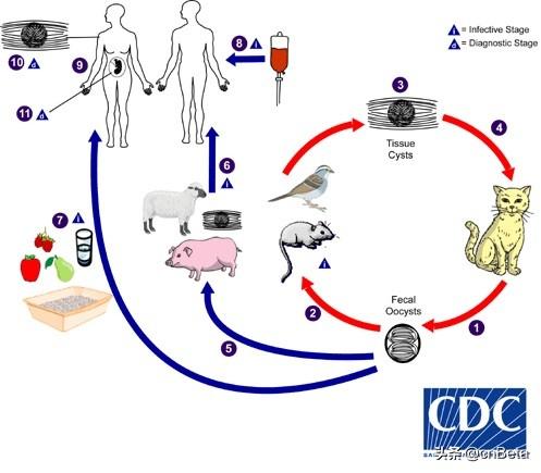 牛弓形虫病的症状图片:羊弓形虫病的症状图片 弓形虫到底是如何对被感染的小鼠施加“心灵控制”的？