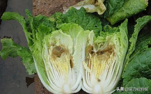 软腐病191:甜瓜细菌性果腐病如何预防和治疗？