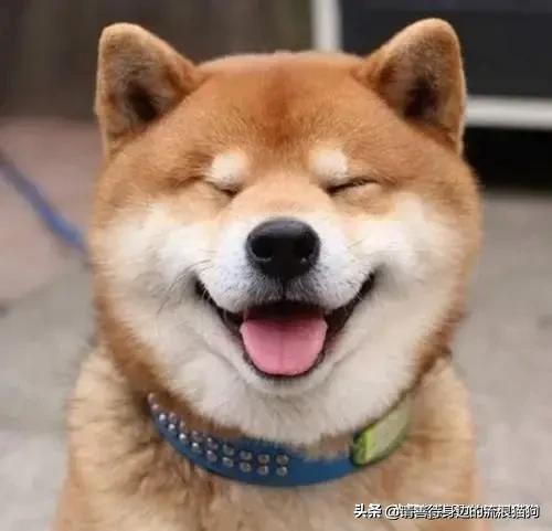 爱上宠物网:喜欢养宠物的人是什么心里？喜欢宠物的都是有爱心的吗？ 小可爱宠物网