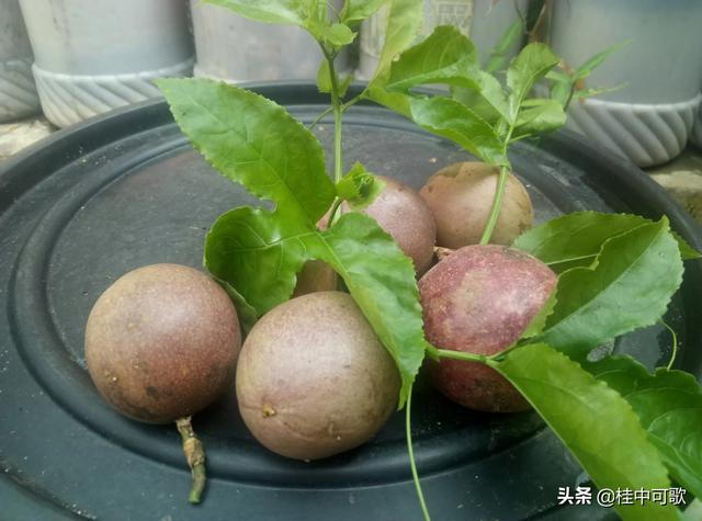 豆浆渣花肥:熟豆浆施肥果树有什么好处？辣椒日灼病用什么药？