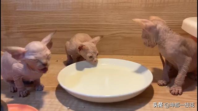 小奶猫长牙之后怎么办:刚睁眼的小奶猫如何喂养？ 小奶猫长牙了可以断奶吗