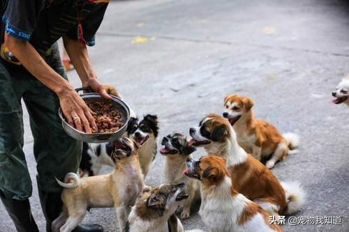 一头救助犬的最后遗言:在一个十八线小县城开一个流浪狗收容所，可不可行？ 救助犬的最后遗言