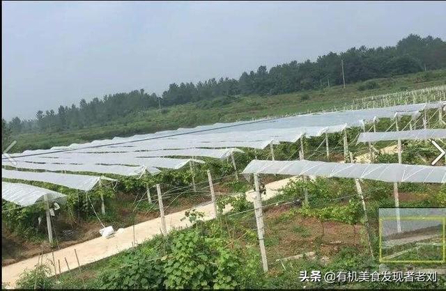 露天葡萄种植技术大全:巨宝特早葡萄可以露天种植吗？