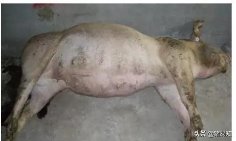 什么病能突然死亡:大猪拉绿色粪便并突然死亡是什么病？
