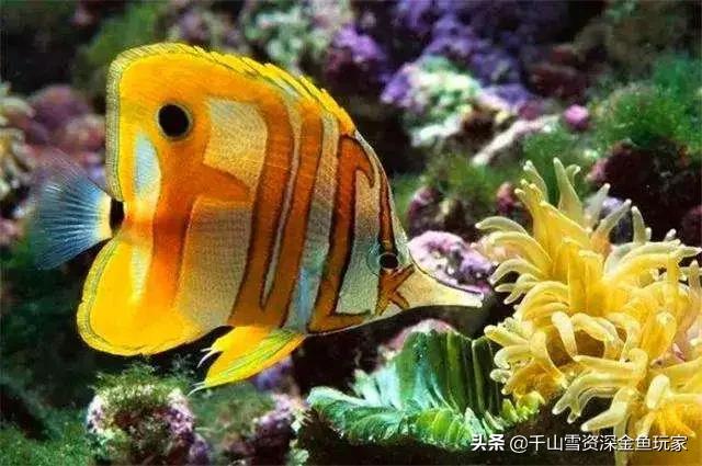 澳洲彩虹鱼发色:冷水鱼有什么好养一点的，除水藻鱼有什么推荐？