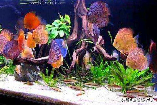 七彩鱼怎么养:七彩神仙鱼，真的需要每天换水吗？定期做检疫吗？怎样才能养好？