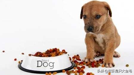 柯基犬怎么训练:柯基吃食太快了怎么纠正？